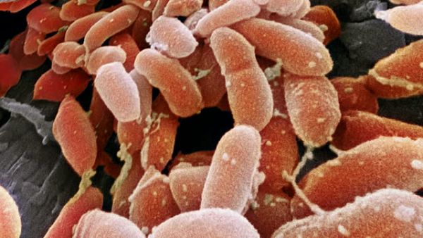 Sociedade Científica apresenta diretrizes para infecções por biofilme