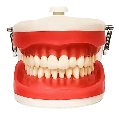 Manequim odontológico para dentística