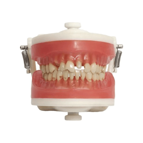 Manequim odontológico para materiais didáticos