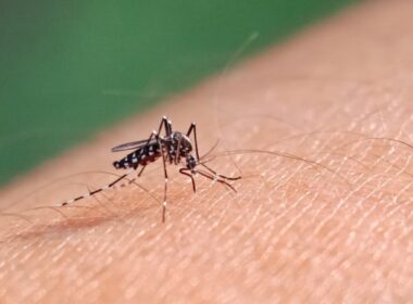 Mosquito da dengue na pele humana.