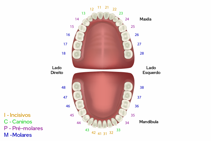 Numeração dental