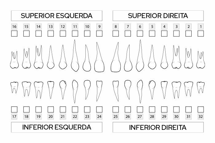 odontograma anatômico