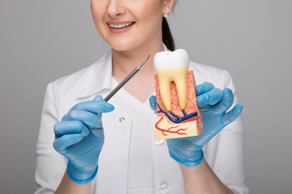 Dentista mostrando modelo de dente e raízes